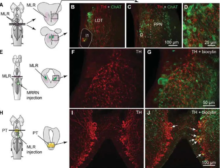 Fig. 1. Dopaminergic (DA) neurons of the PT send descending projections to the MLR. (A – D) TH (red)-containing ﬁ bers and varicosities in proximity with MLR cells positive for ChAT (green) in the LDT and the PPN in adult lampreys