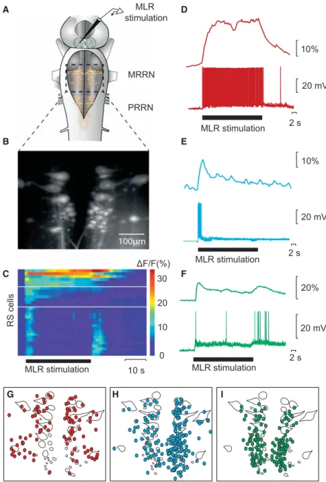 Figure 1. RS Neurons Show Three Patterns of Calcium Responses during MLR  Stimu-lation