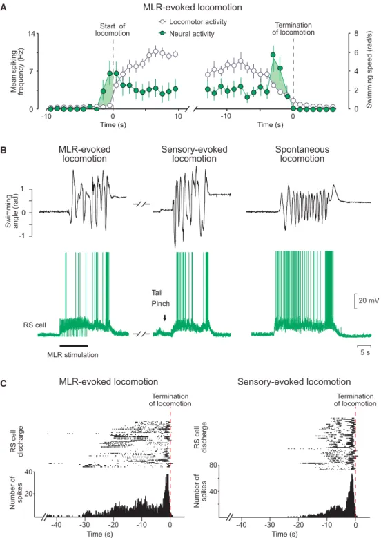 Figure 3. The Termination Burst is Present during Sensory-Evoked and Spontaneous Locomotion