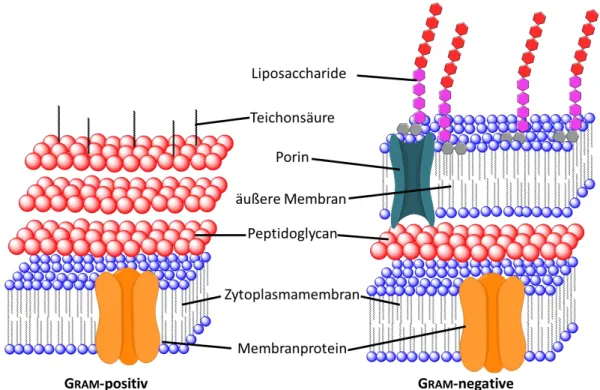 Abbildung  3:  Schematischer  Aufbau  der  Bakterienzellwände  bei  G RAM -positiven  Bakterien  (links)  und  G RAM -negativen  (rechts)