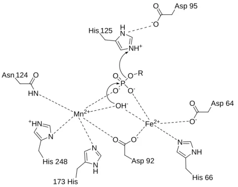 Abbildung 2: Vorgeschlagener Katalysemechanismus der PP1. 