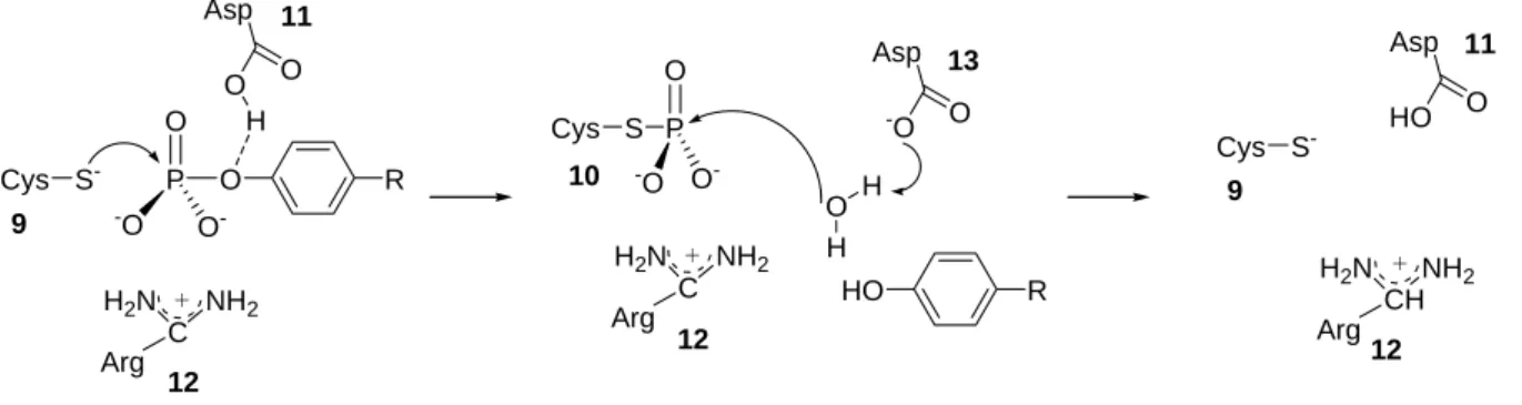 Abbildung 5: Katalysemechanismus der Protein-Tyrosin-Phosphatasen. 