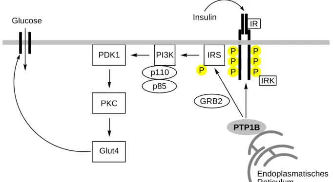 Abbildung 6: Prinzip der Insulin-Signal-Kaskade. 