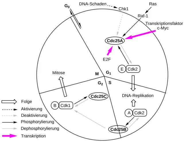 Abbildung 7: Einfluss von Cdc-Phosphatasen auf den Zellzyklus. 
