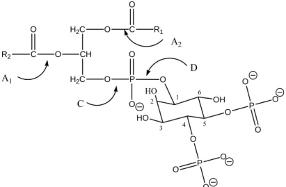 Abbildung 2: Die Phospholipasen A 1 , A 2 , C und D 