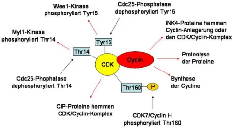 Abbildung 5: Regulationspunkte für CDK/Cyclin-Komplexe: rote Pfeile haben inhibierende-  und schwarze Pfeile aktivierende Einflusse