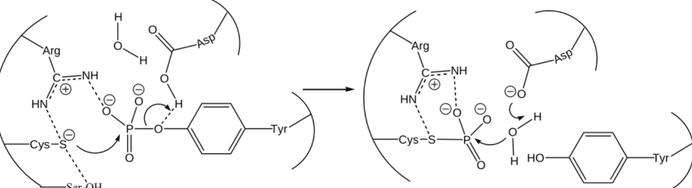 Abbildung 1: Schematische Darstellung des Katalysemechanismus von Tyrosin- und Dual- Dual-spezifischen-Phosphatasen 