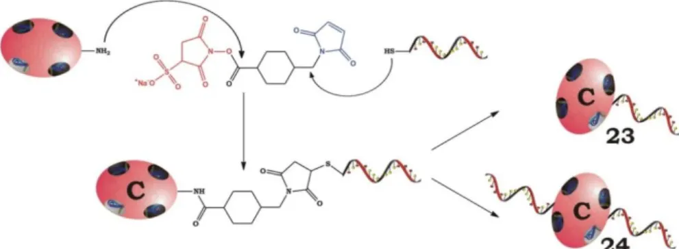 Abbildung 2.15: Schematische Darstellung der DNA-mSTV (mSTV ist im Folgenden immer in  Rot  abgebildet)  Konjugatsynthese  mit  sSMCC