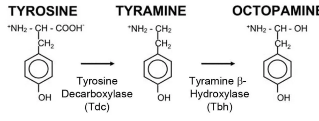 Figure 1: Synthesis of OA.  