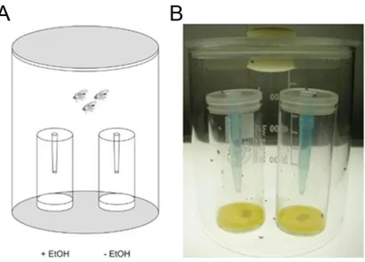 Figure 5: Two odor choice paradigm.  