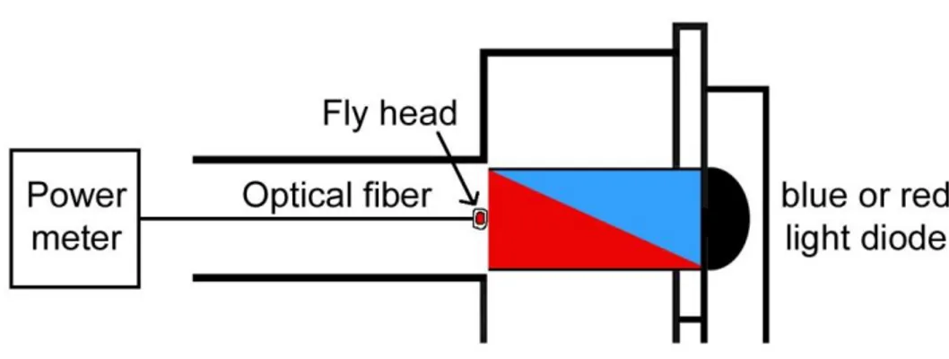 Figure 8: Penetration of red and blue light setup  