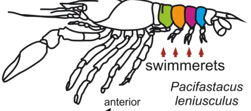 Figure 1: Schematic drawing of a crayfish. The swimmerets are paired limbs attached on the 2 nd  (green) to  the  5 th   (cyan)  segment  of  the  abdomen