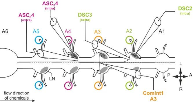 Figure 5: Experimental setup to intracellular record ComInt1, ASC E  or DSC while recording extracellularly  the  PS  activity from the posterior branch of N1  and  ASC E  or  DSC  with a suction electrode