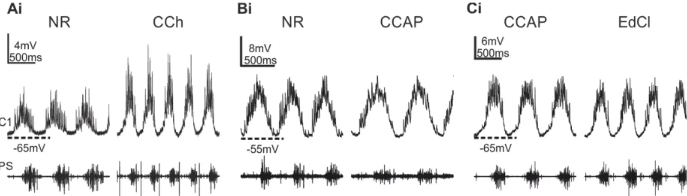 Figure 12: Intracellular recordings of ComInt1 (C1) whose membrane potential was clamped to the same  values  with  simultaneous  extracellular  PS  recording  from  its  home  ganglion  (PS)