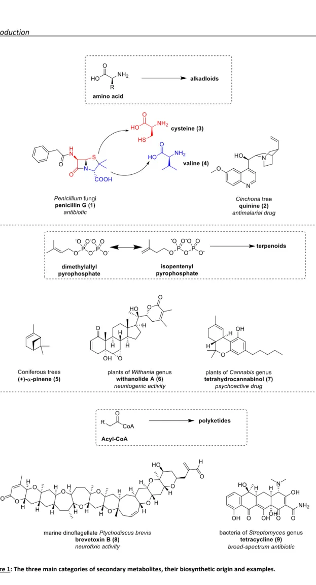 Figure 1: The three main categories of secondary metabolites, their biosynthetic origin and examples