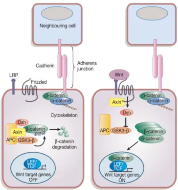 Figure 12: The canonical Wnt signalling pathway.  Figure copied from  [80]  Reuse of this figure has been licensed by Nature  Publishing Group