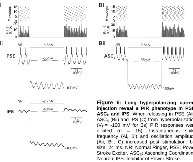 Figure  6 :  Long  hyperpolarizing  current  injection  reveal  a  PIR  phenotype  in  PSE,  ASC E   and  IPS