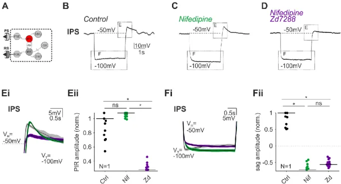 Figure 20: I H  contributes to PIR responses in IPS. Schematic of recorded neuron (A)
