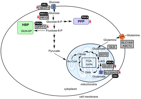 Figure  8  Metabolic  rewiring  in  KRas-driven  cancers.  Schematic  representation  of  selected  metabolic  pathways
