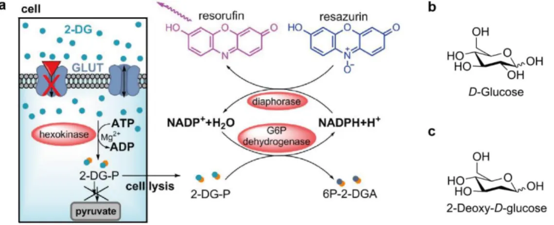 Figure 11 Schematic representation of the 2-deoxy-D-glucose (2-DG) uptake assay. a) 2-DG is consumed by cells  via  glucose  transporters  (GLUTs),  followed  by  phosphorylation  through  the  endogenous  hexokinase  to   2-DG-6-phosphate  (2-DG-P),  whic