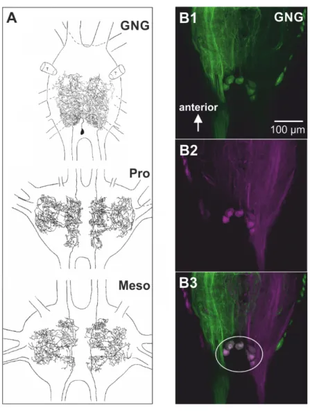 Figure 1.2 Morphology  and  somata  location  of desDUM neurons. (A) Morphology  of  one  of  six locust desDUM  neurons