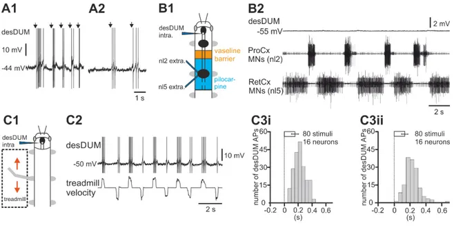 Figure 3.4 Influence of CPG activity and passive leg movments on desDUM neurons. 