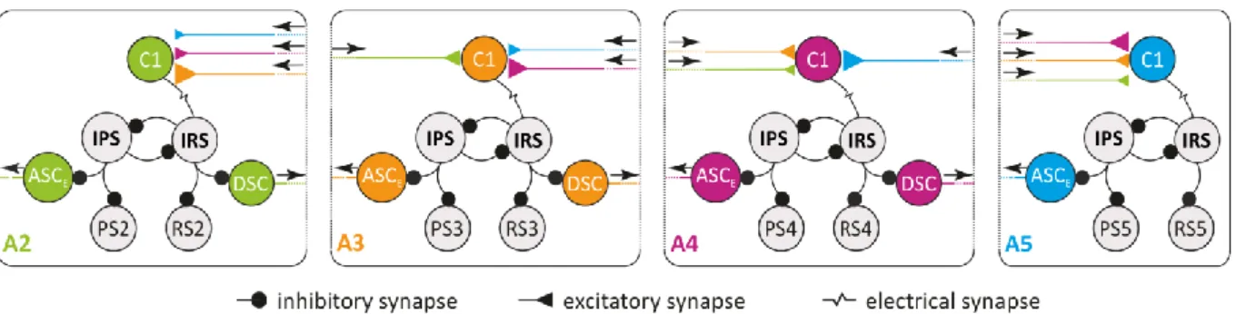 Figure 1: Connectivity diagram of four coupled local microcircuits controlling the ipsilateral swimmerets