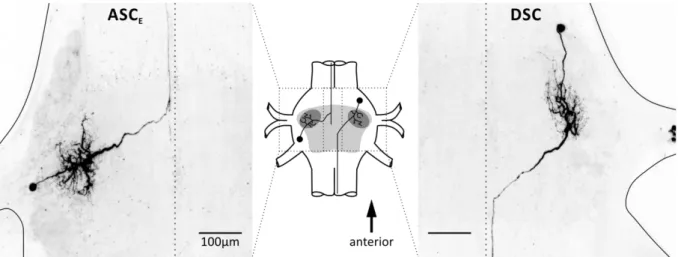 Figure 2:  Morphology  of  ASC E   and  DSC.  Schematic  shows  location  of  the  neurons  in  a  ganglion  with  the  core  region  containing  the  neuropils  shaded  in  light  grey  and  the  lateral  neuropil  in  dark  grey