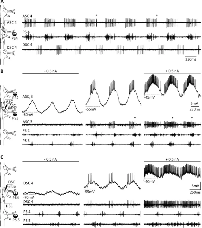 Figure 3: Extracellular and intracellular recordings of ASC E ’s and DSC’s activity and their influence on the ongoing rhythm