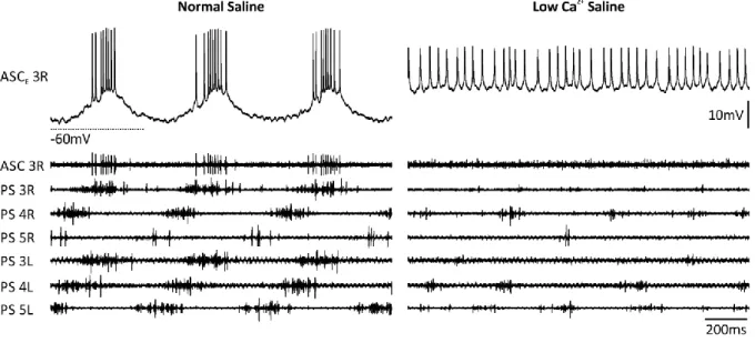 Figure 9: Activity of PS and ASC E  when the network was intact (left) or chemically isolated (right)