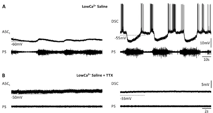 Figure 10: Recordings of the isolated coordinating neurons ASC E  and DSC, and power-stroke (PS) activity in their home  ganglion  in  LowCa 2+   saline  without  (A)  and  with  (B)  TTX
