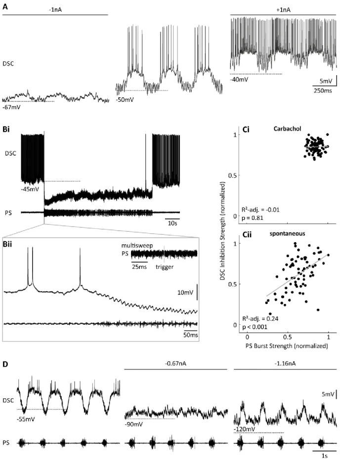 Figure 13:  Shaping  of  DSC  bursts.  A:  Intracellular  DSC  recording  with  hyperpolarizing  (left),  no,  and  depolarizing  (right)  current injection