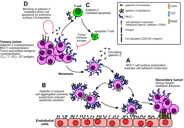 Figure 1.4: Proposed effects of extracellular galectin-3 on tumor metastasis and immune evasion