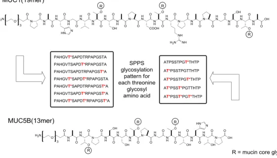 Figure  2.2:  Construction  of  mucin  glycopeptide  libraries  with  multivalent  glycosylation  patterns  by  solid  phase  synthesis using the O-glycosylated threonine amino acids