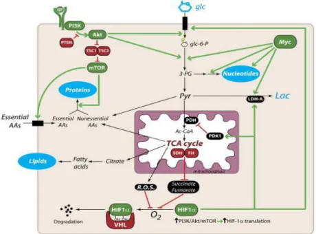 Figure  3.  Transcriptional  activation  of  GLUT1  expression  regulated  by  the  PI3K/Akt/mTOR  signaling pathway, the transcription factors HIF-1 and Myc