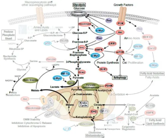 Figure  4.  Signalling  network  around  the  glucose  metabolic  pathways.  The  glycolytic  route  occurs  in  the  cytosol  and  is  regulated  by  many  transcriptional  pathways  and  the  allosteric  inhibition of the glycolytic enzymes