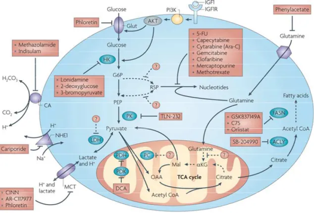 Figure  7.Metabolic  pathways  and  enzymes  with  inhibitors  that  have  entered  clinical  trials