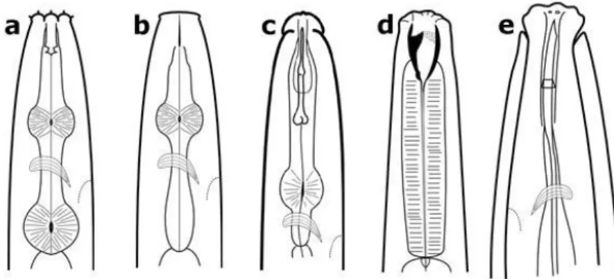 FIGURE 1. Nematodes can be classified into different feeding groups based on the structure  of their mouthparts