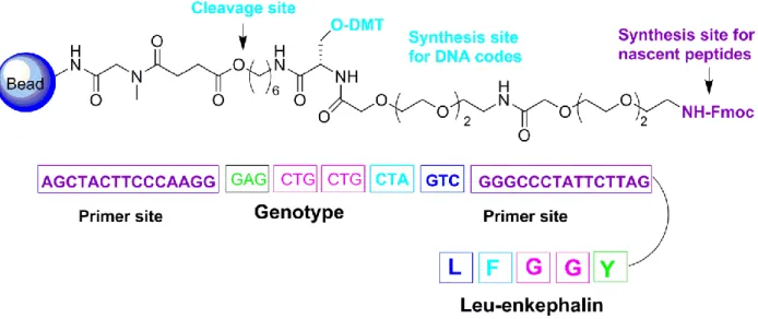 Figure  I-4: A  chemical  scaffold  with  orthogonal  protecting  groups  (O-DMT  and  N-Fmoc)  allows  the  bidirectional synthesis of oligonucleotide and  peptide  sequences