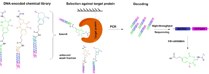 Figure I-6: A typical selection process with DNA-encoded chemical libraries comprises the following steps: (i)  incubation of the library with a target protein of interest immobilized on a solid support, (ii) removal of  non-binders by washing steps of the
