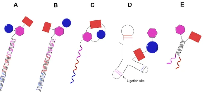 Figure I-7: “Single pharmacophore DNA-encoded chemical libraries” display a single chemical compound on  one DNA-strand, in comparison to “dual pharmacophore DNA-encoded chemical libraries”