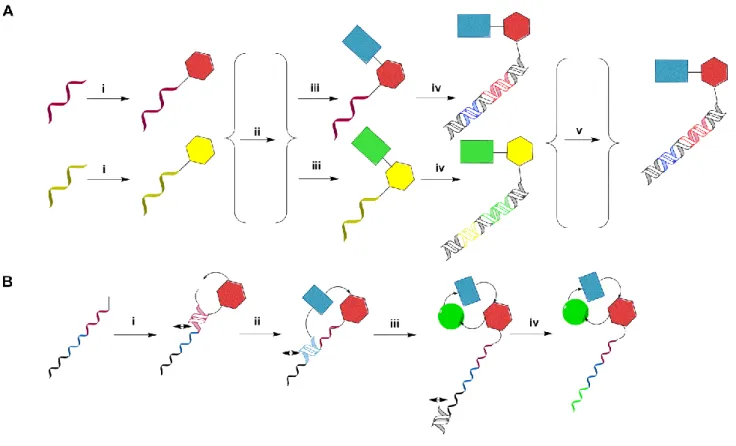 Figure  I-8:.(A)  Split-and-pool  synthesis  of  DNA-encoded  and  templated  chemical  libraries  relies  on  the  alternated synthesis and encoding steps: (i) conjugation of  a first set of chemical compounds representing  building block 1 to distinct am