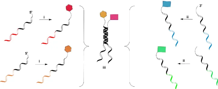 Figure  I-9:  Dual-pharmacophore  chemical  libraries  can  be  self-assembled  out  of  two  complementary  sub- sub-libraries, 61  in which each DNA strand presents a small molecule (iii)