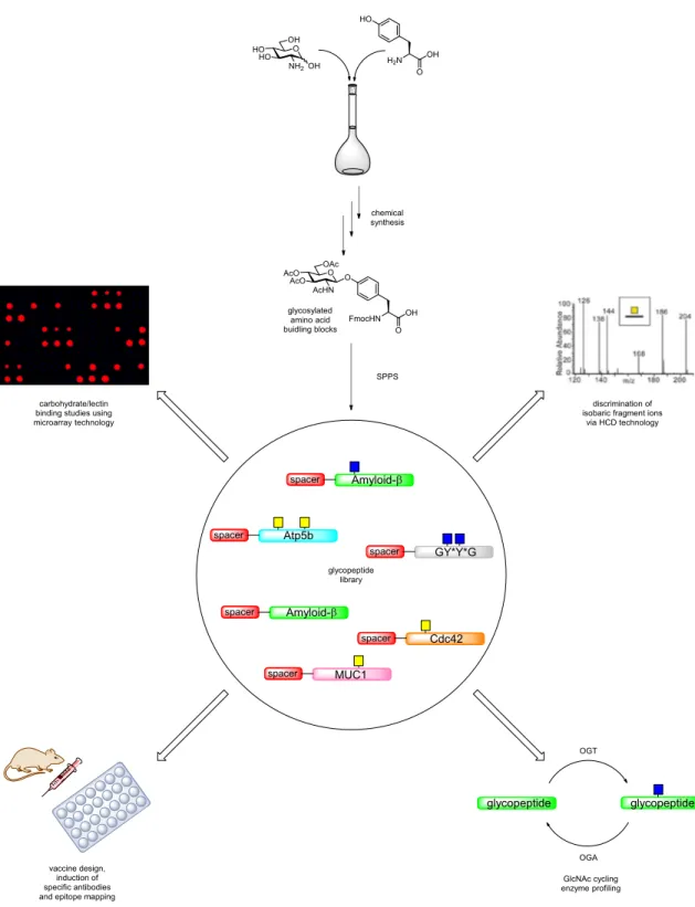 Figure 7: Schematic illustration of the project setup. A  library of well‐defined glycopeptide  constructs including different  glycan isomeres serves as basis for the development and evaluation of chemical biological tools for glycopeptide enrichment  and