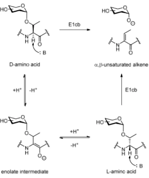 Figure 20: Potential side reactions of the base catalyzed global deacetylation shown exemplified on threonine. 