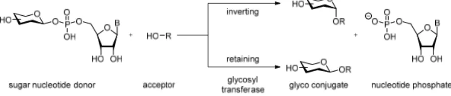 Figure 22: Reactions of Leloir‐type inverting and retaining glycosyltransferases. 