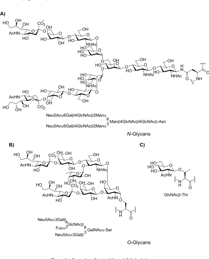 Figure 1 ． Examples of typical N- and O-linked glycans. 