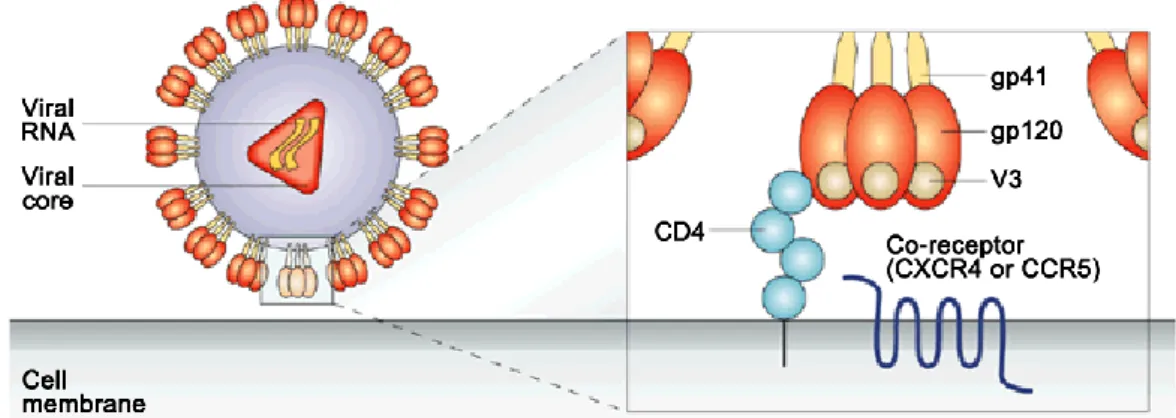 Figure  10.  Extracellular  docking  glycoprotein  gp120  and  transmembrane  glycoprotein  gp41  on  HIV  virus