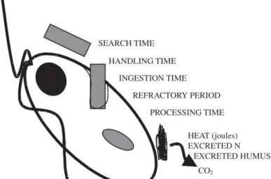 Figure 1: Simplified feeding process of a heterotrophic protist.  