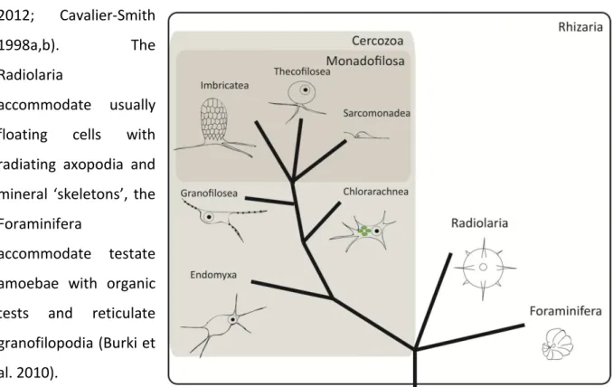 Figure  2:  Hypothesized  and  strongly  simpflified  sketch  of  cercozoan  evolution  (after  Cavalier-Smith and Chao 2003).
